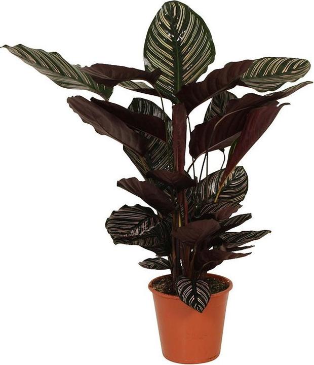 drachenbaum wasser Büropfanzen Dracaena Mix kaufen – Green Me Up main image 0
