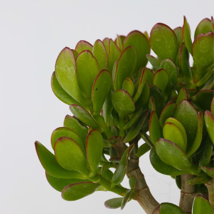 Immagine prodotto Plant in a Box Crassula ovata Minor - Pianta di giada (30 cm)