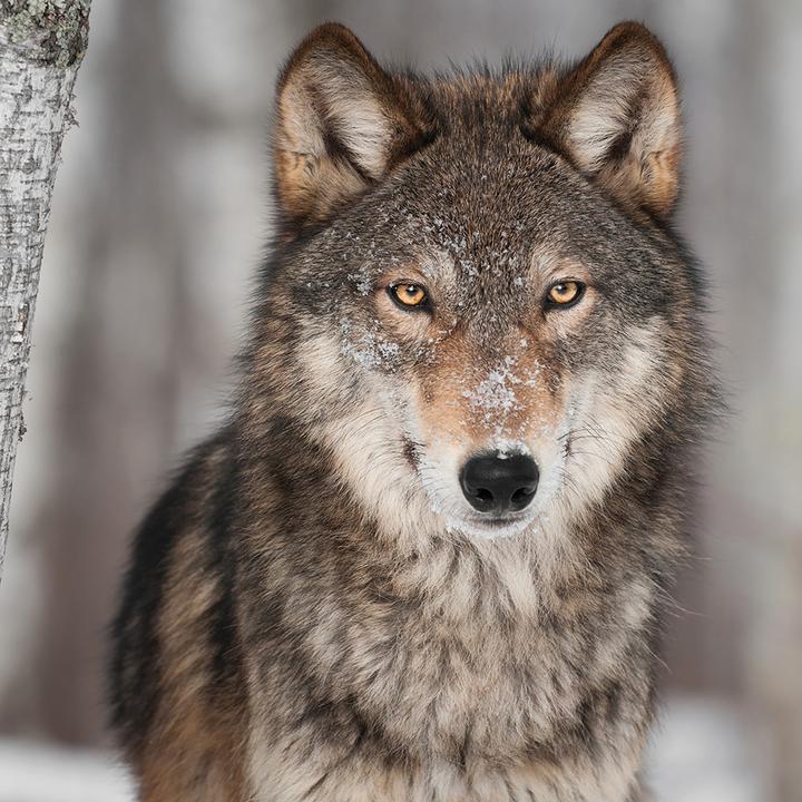 Produktbild Wolves 2024