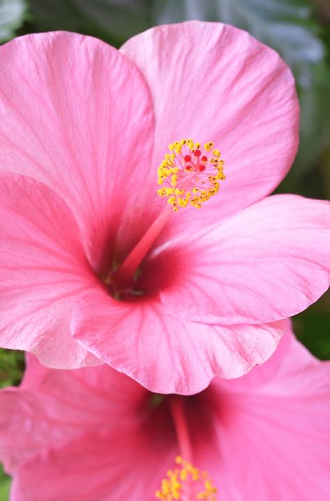 Immagine prodotto Khadi Elixir Shampoo Lavanda Sensitive 200 ml (Shampoo liquido, 200 ml)