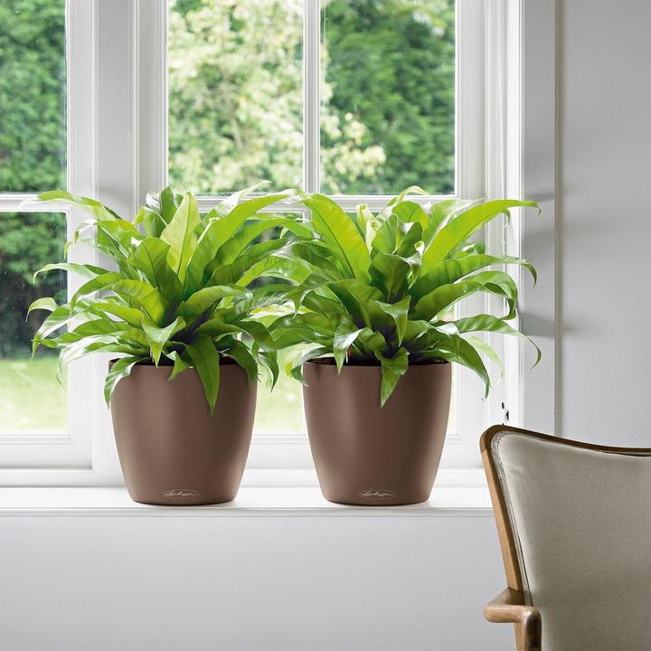 Actual product image Lechuza Classico Color