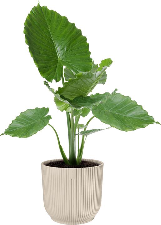 Actual product image Elho Vibes Fold (30 x 27 cm)