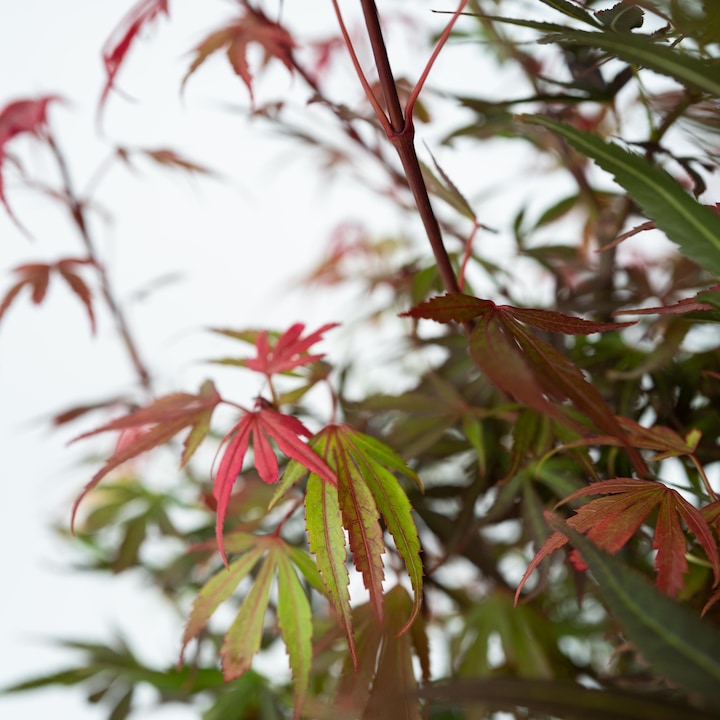 Produktbild Plant in a Box Acer palmatum 'Shaina' - Japanischer Ahorn (80 cm)