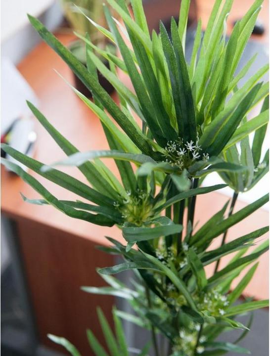 Immagine prodotto Europalms Erba di Cipro (76 cm)