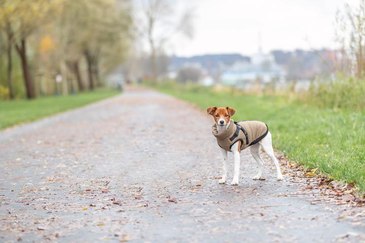 Produktbild Trixie Pirou winter harness coat, XXS: 24 cm, sand (XXS, Hundemantel)