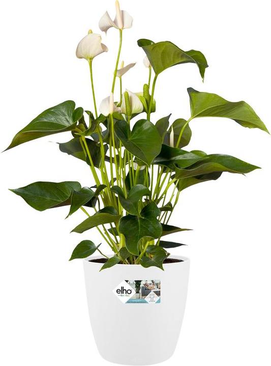 Produktbild Elho Brussels (24.30 cm)