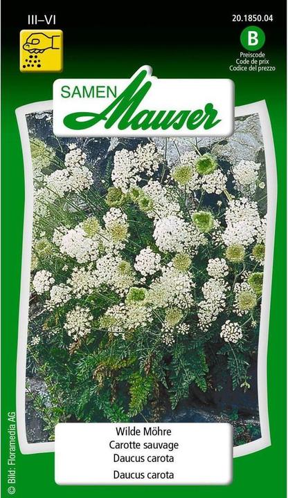 Samen Mauser Wild Carrot (Vegetable seeds)