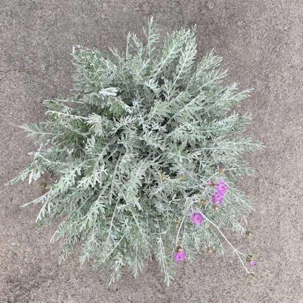 Produktbild Säntispracht Die mehrjährige Flockenblume im Dekokorb - Centaurea Silver Feather (80 cm)