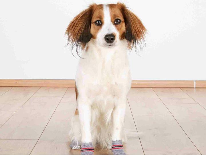 Actual product image Trixie dog socks (S, M, Dog socks)