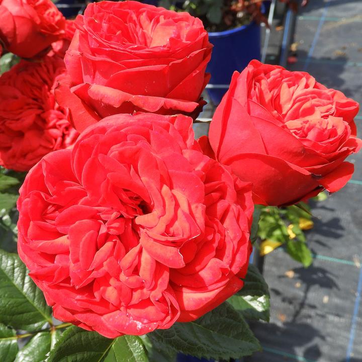 Actual product image Zulauf Nostalgie rose (40 cm)