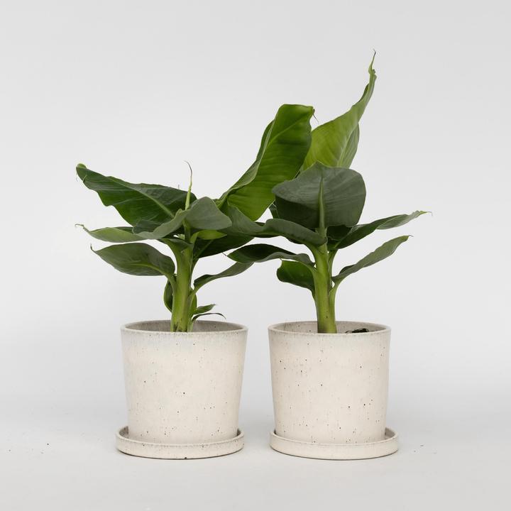 Immagine prodotto Plant in a Box Musa Orientale Nana - Set di 2 banane nane (25 cm)