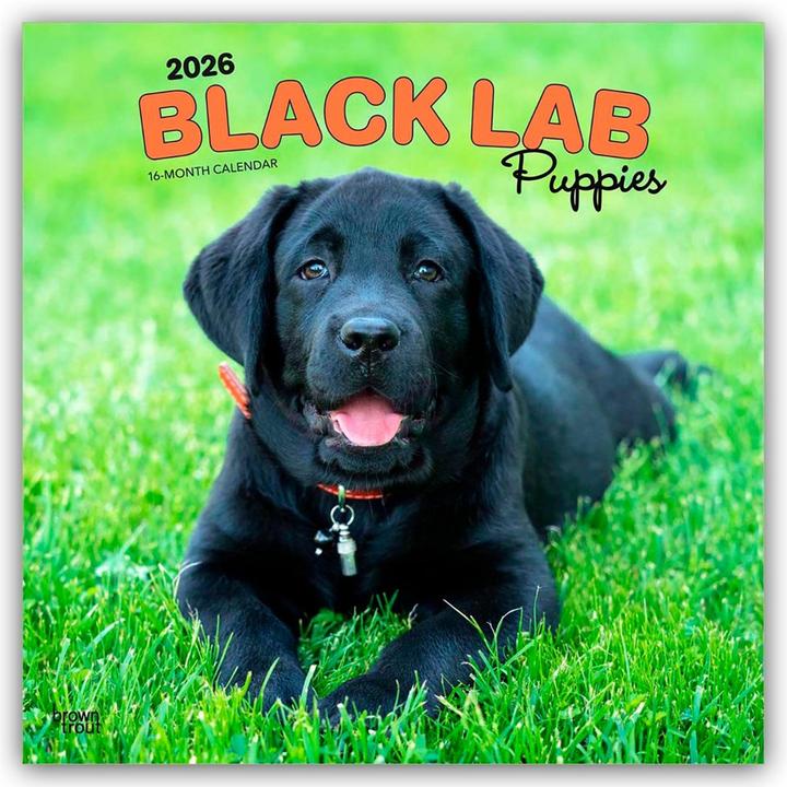 Image du produit Black Labrador Retriever Puppies - Schwarze Labrador Retriever Welpen 2026 - 16-Monatskalender