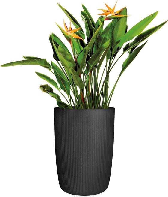 Image du produit Scheurich Linetto High 54 (38.60 x 53.90 cm)