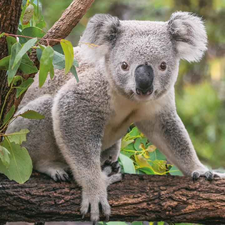 Produktbild Koalas 2026 (30 x 30 cm)