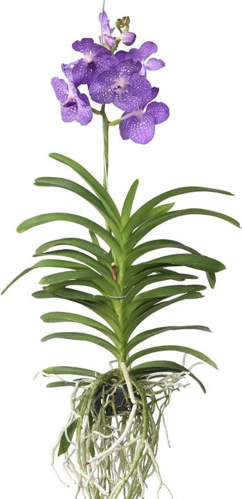 Actual product image Plant in a Box Vanda 'Magic Royal Blue' - Orchid (90 cm)