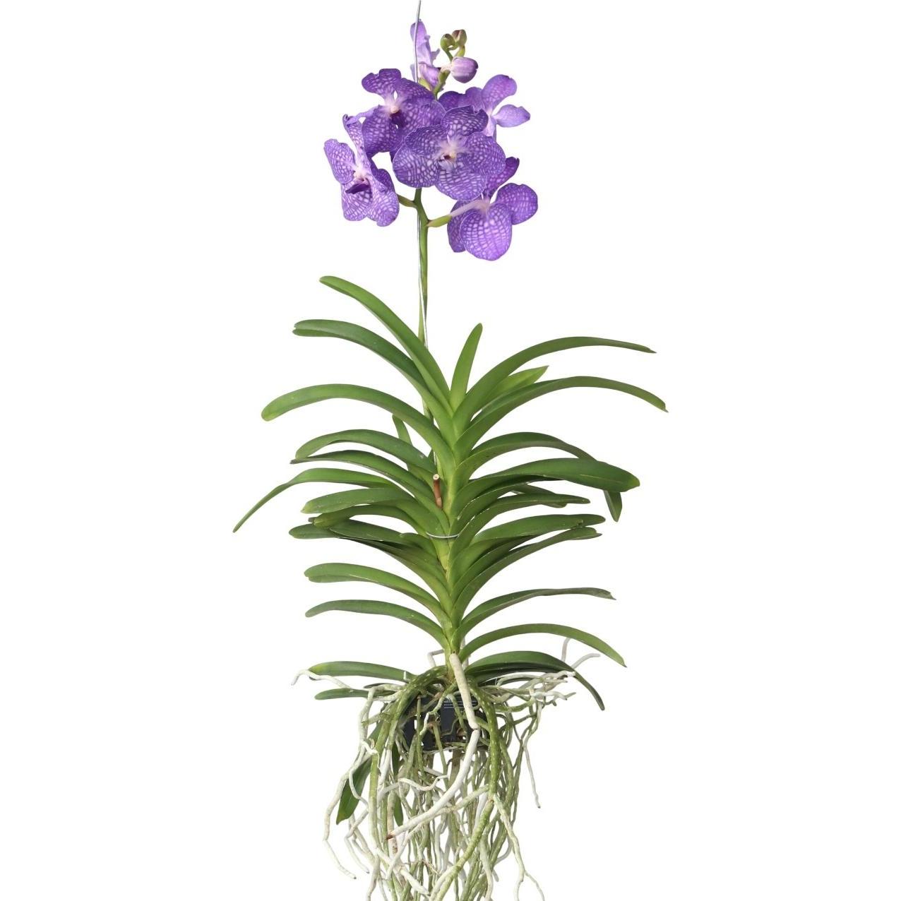 Plant in a Box, Pflanzen, Vanda 'Magic Royal Blue' - Orchidee (90 cm)