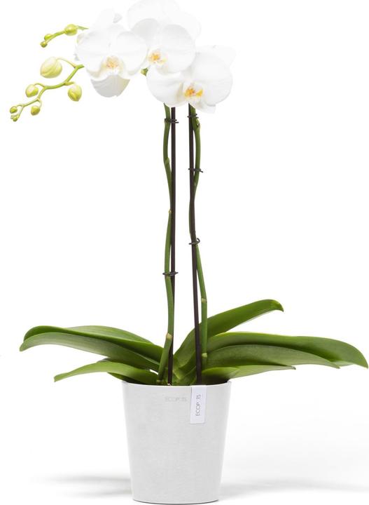 Image du produit Ecopots Morinda