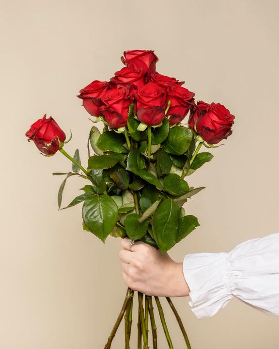 Image du produit feey Roses rouges 20 pcs (Fleurs coupées, 20x)