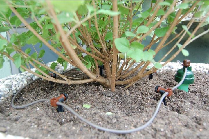 Produktbild Blumat Verteiltropfer (Tropfbewässerung Tropfer)