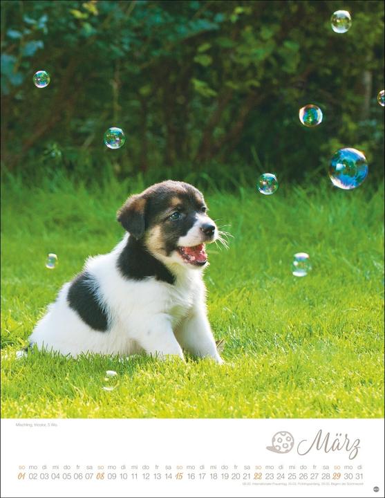 Actual product image Hundekinder Posterkalender 2026