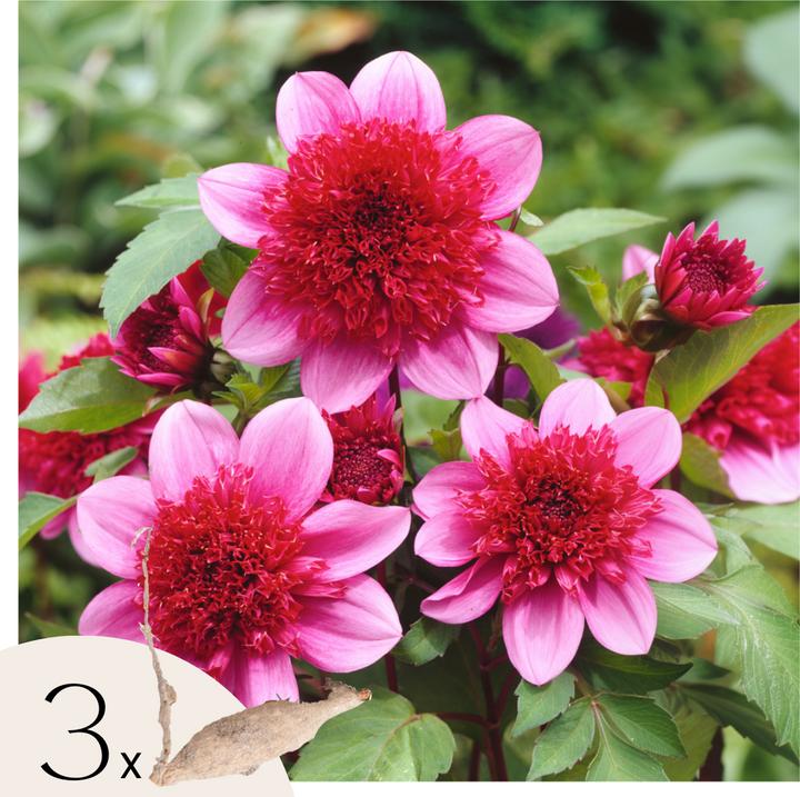 Produktbild Plant in a Box Dahlia Blue Bayou - 3er Set Dahlien (10 cm)