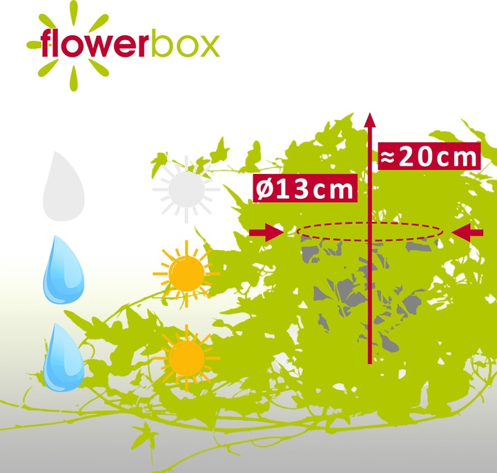 Immagine prodotto Flowerbox Gemeiner Efeu- Hedera helix (20 cm)