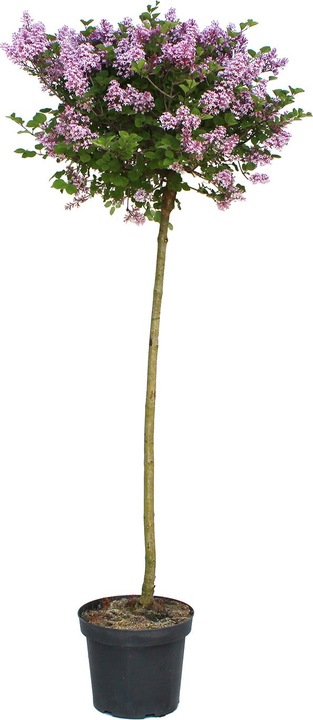 Produktbild Zulauf Zwerg-Flieder / Syringa meyeri 'Palibin' (100 cm)