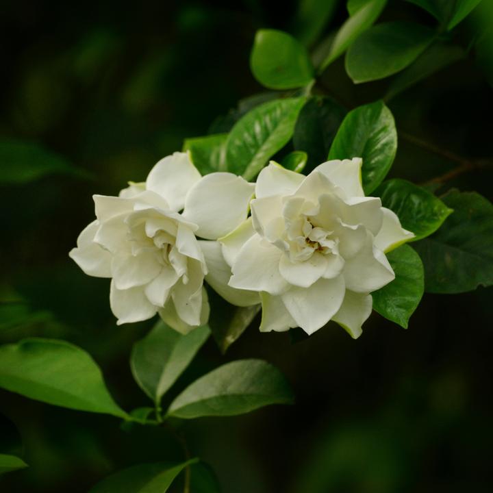 Actual product image Plant in a Box Gardenia Jasminoides - Gardenias (30 cm)