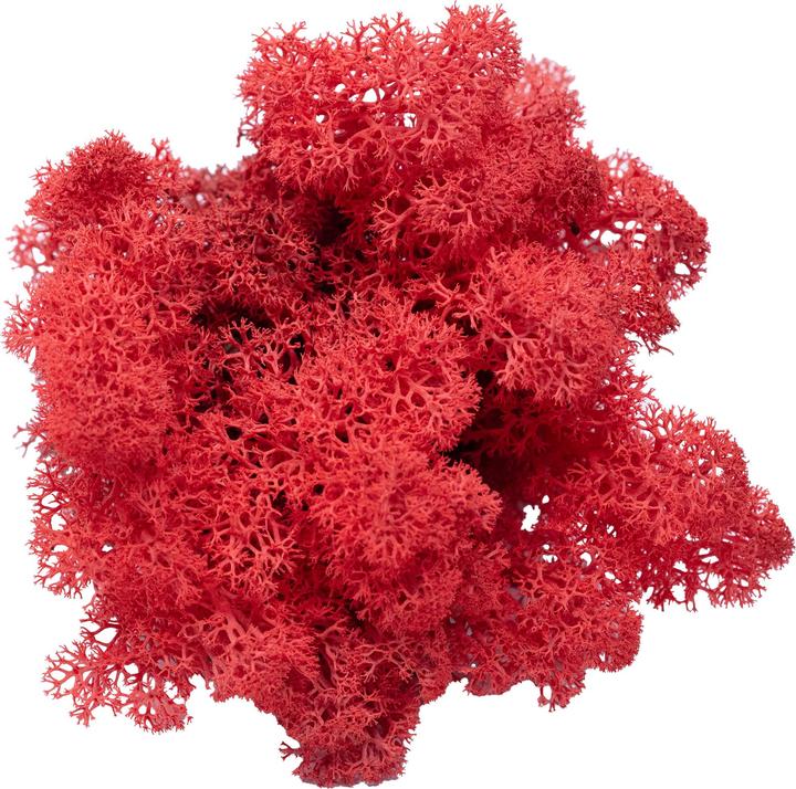 Actual product image Flowerbox Iceland moss