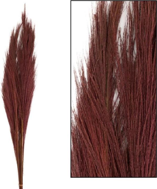 Actual product image Dijk Broom grass (Dried flowers)