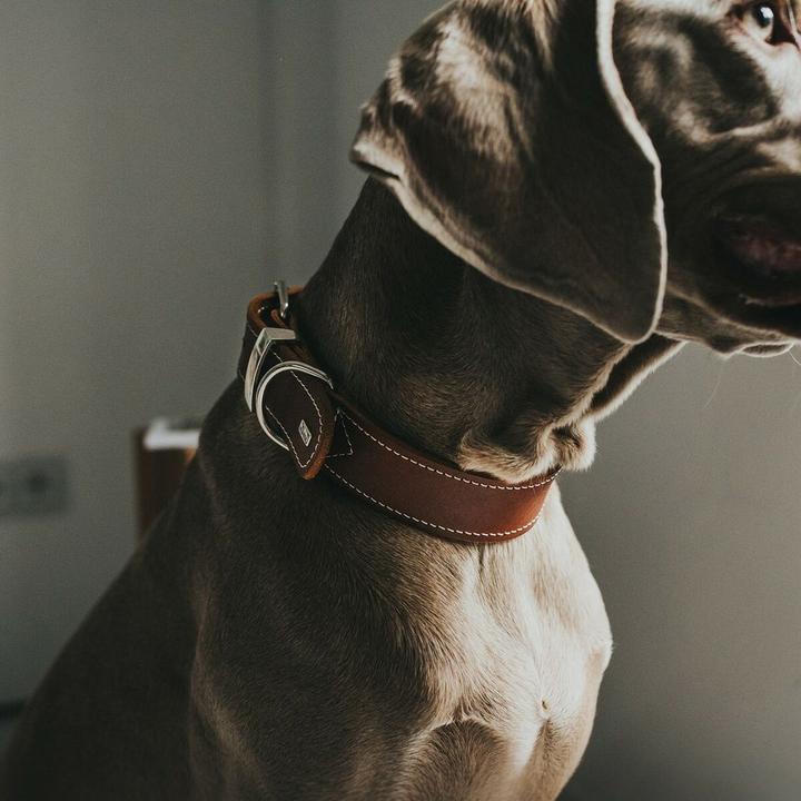 Produktbild Hunter Halsband Aalborg Special (23, 24, Hund, Hundesport)