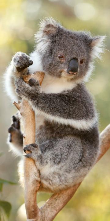 Produktbild Koalas 2026 (30 x 30 cm)