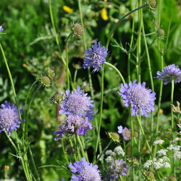 Actual product image Säntispracht Set of 4, The lily-flowered pigeon scabiosa - Scabiosa columbaria (50 cm)