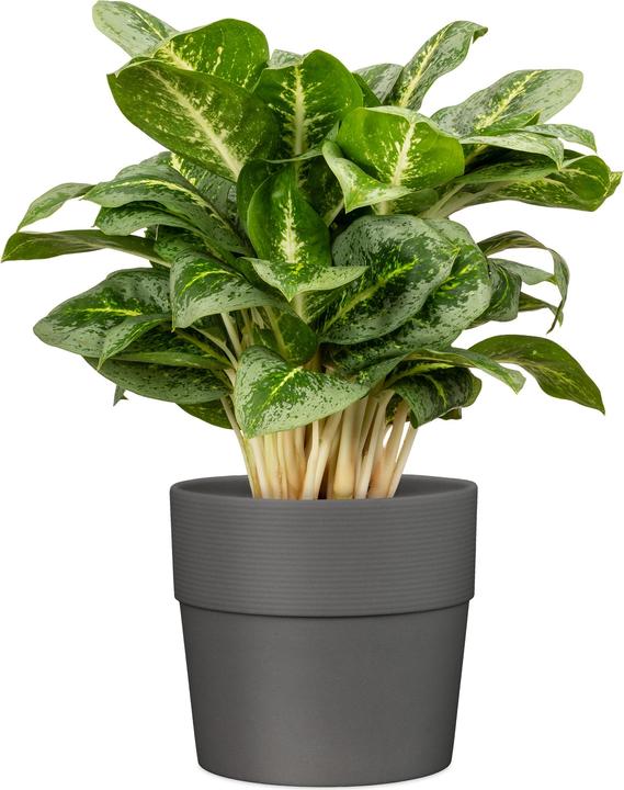Image du produit Scheurich Groove (40 x 35.20 cm)