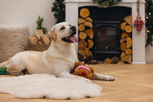 Produktbild Beeztees Weihnachtsspielzeug (Plüschspielzeug Hund)