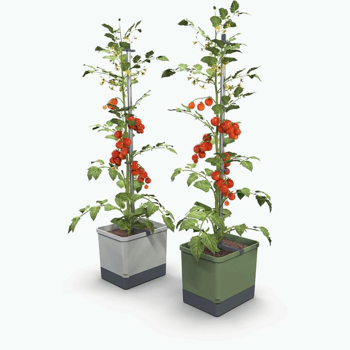 Produktbild Gusta Garden Tom Tomato (34.70 x 27.70 x 135.40 cm)