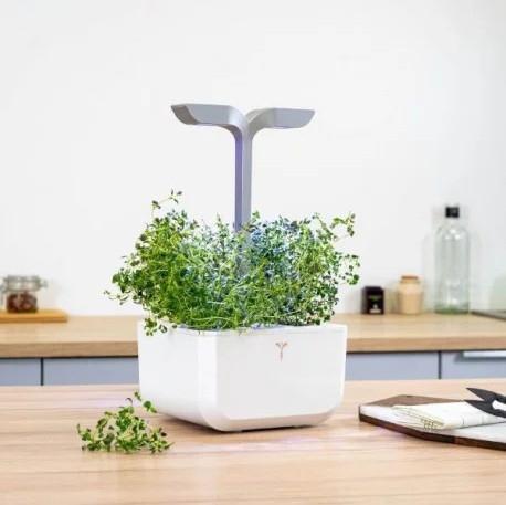 Produktbild Véritable Lingot Thyme - Organic (Kräutersamen)