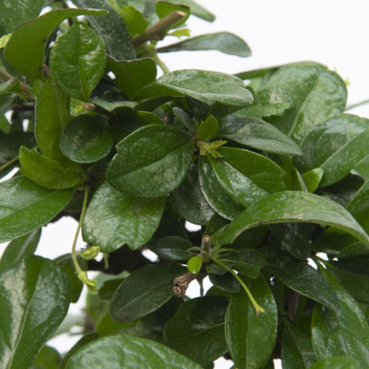 Image du produit Plant in a Box Carmona microphylla - Bonsaibaume (25 cm)