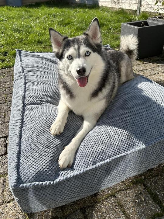 Actual product image Flamingo Reno Rectangular Dog Bed (Dog)