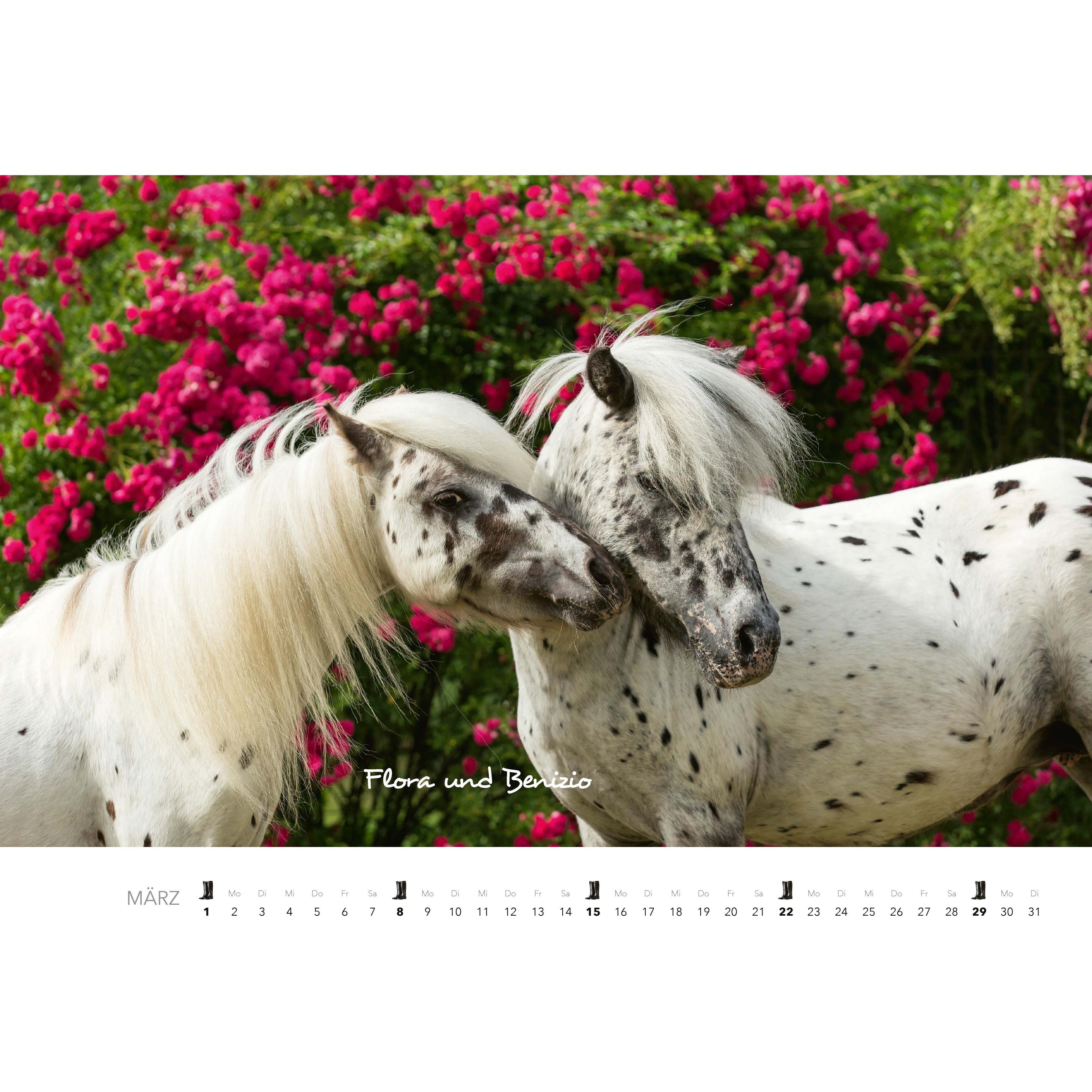 Heel Pferde Kalender 2026 Wandkalender (56563110)