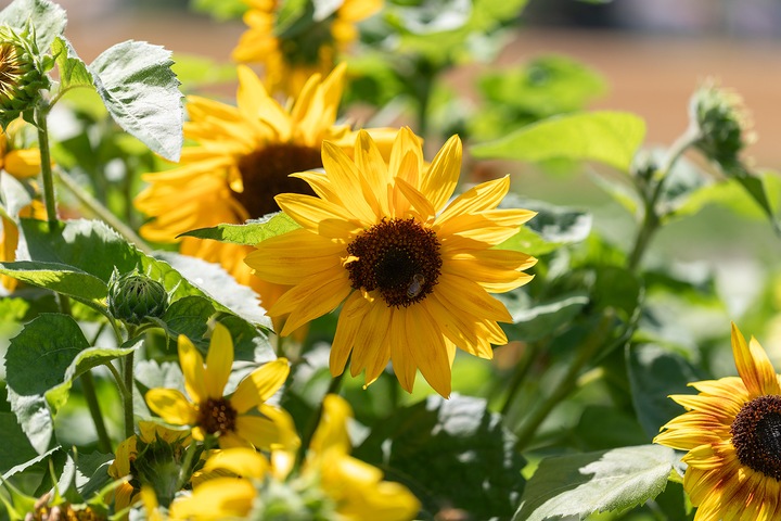 Produktbild Zollinger Bio Sonnenblume, Halbhohe Mischung (Keimlinge)