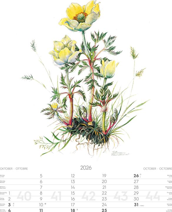Produktbild Alpenblumen-AquarelleKalender2026