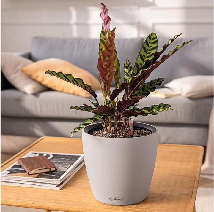 Actual product image Lechuza Classico Color. (35 cm)