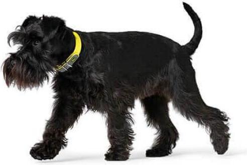 Produktbild Hunter Halsband Convenience Gelb S/M (S, M, Hund, Allgemein)