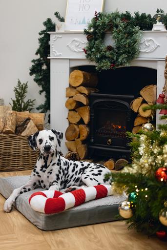 Immagine prodotto Beeztees Giocattoli di Natale (Gioco da masticare per cani)