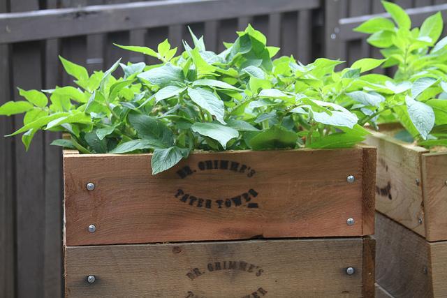Produktbild Colibri Kartoffel-Mini-Hochbeet