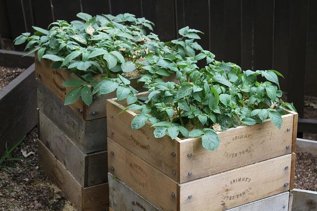 Produktbild Colibri Kartoffel-Mini-Hochbeet