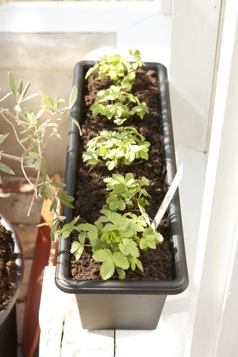 Produktbild Orthex Botanica