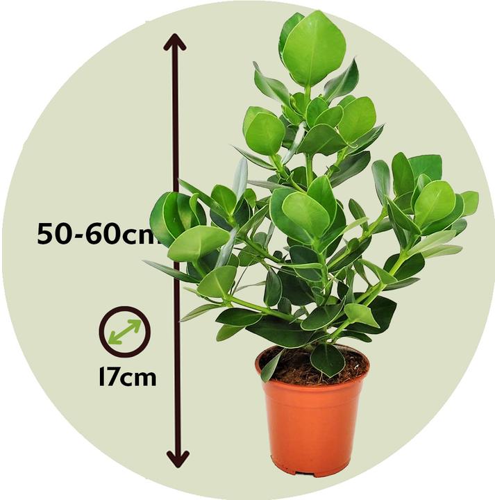 Produktbild Plant in a Box Clusia rosea Princess - XL (50 cm)