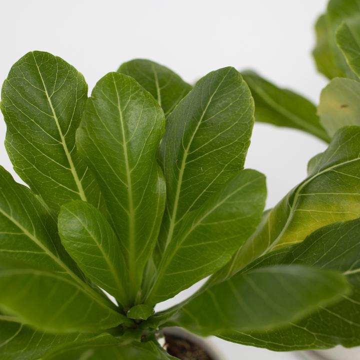 Produktbild Plant in a Box Brighamia Insignis - 2er Set Alula Hawaiian Palme (25 cm)